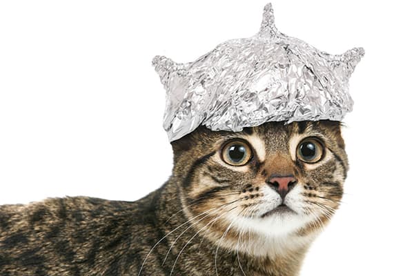 Gatto con un cappello di alluminio