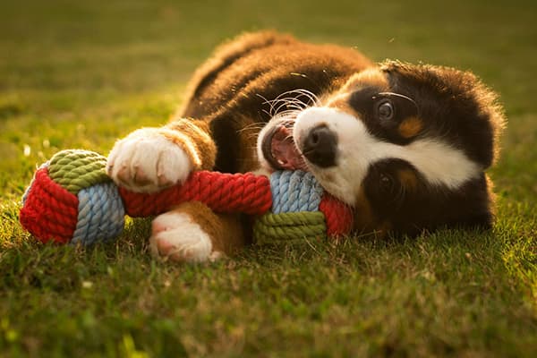 Filhote de cachorro brincando com um brinquedo de corda