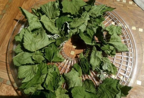 Drying leaves on a mesh pan