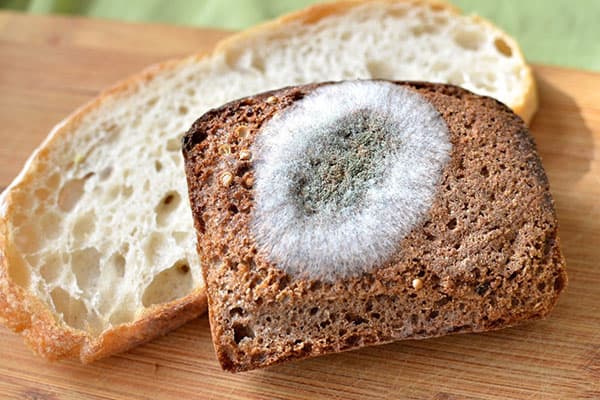 The bread is moldy