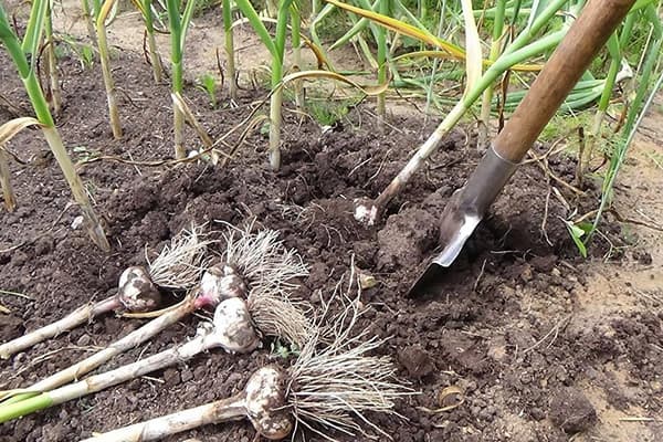 Digging garlic