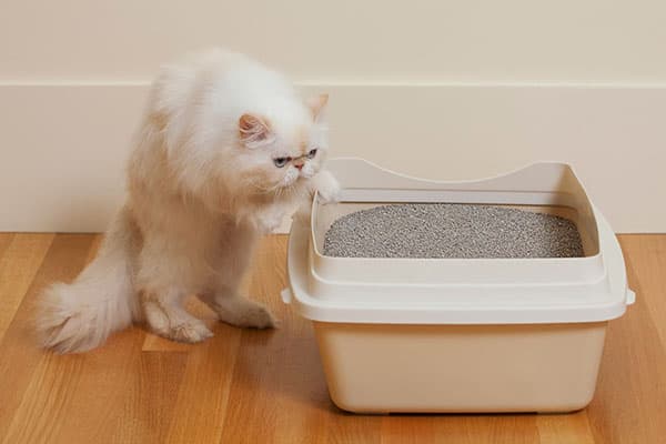 Cat and tray with filler