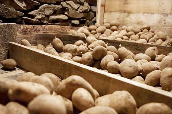 Bảo quản khoai tây trong hầm