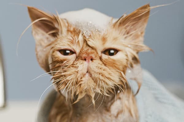 Katze baden