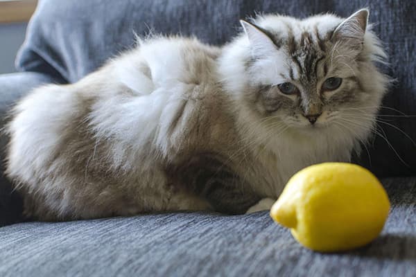 Katze und Zitrone