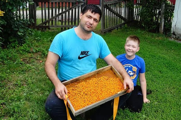 Dad and son with sea buckthorn harvest