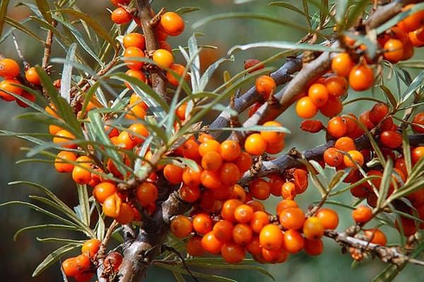 The fruiting of sea buckthorn