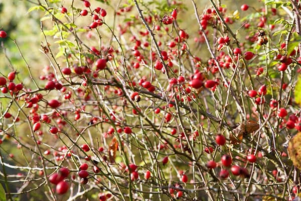 Berries on a rosehip bush