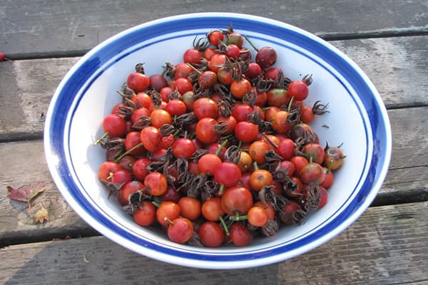 Rose hips in a plate