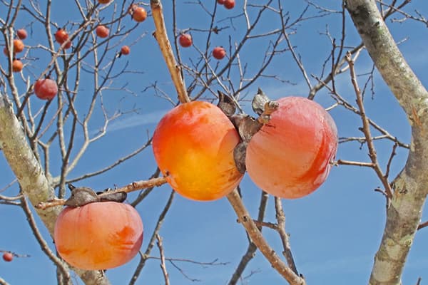 Persimmon on a branch