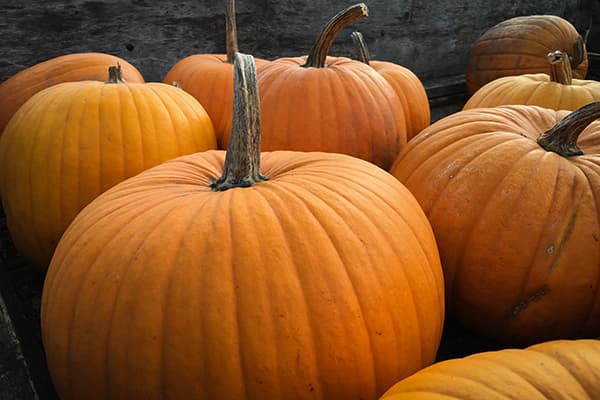 Thick-skinned pumpkins