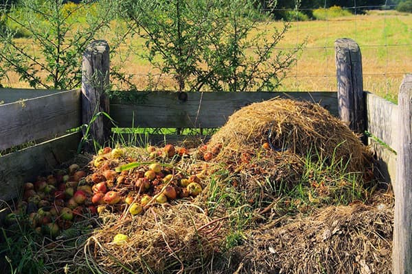 Compost Heap Apples