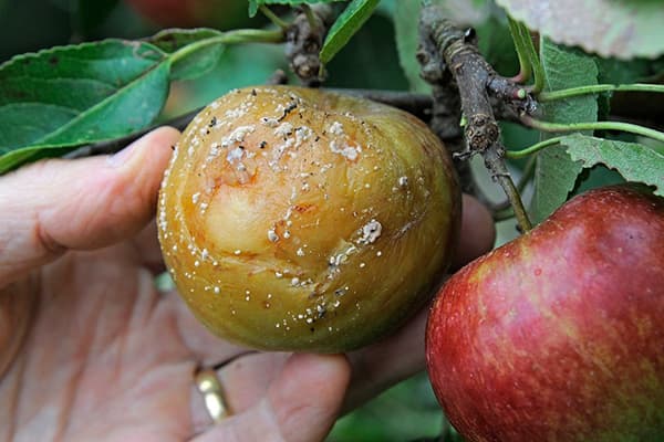 Moniliosis apple tree