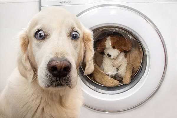 Koira lähellä pesukonetta