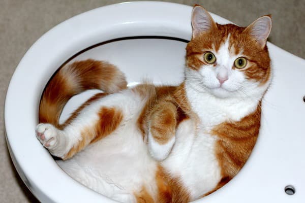 Gatto in bagno